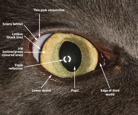 types of cat eye|Cat Eyes: Vet.